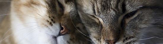 Посты по тегу Котэ